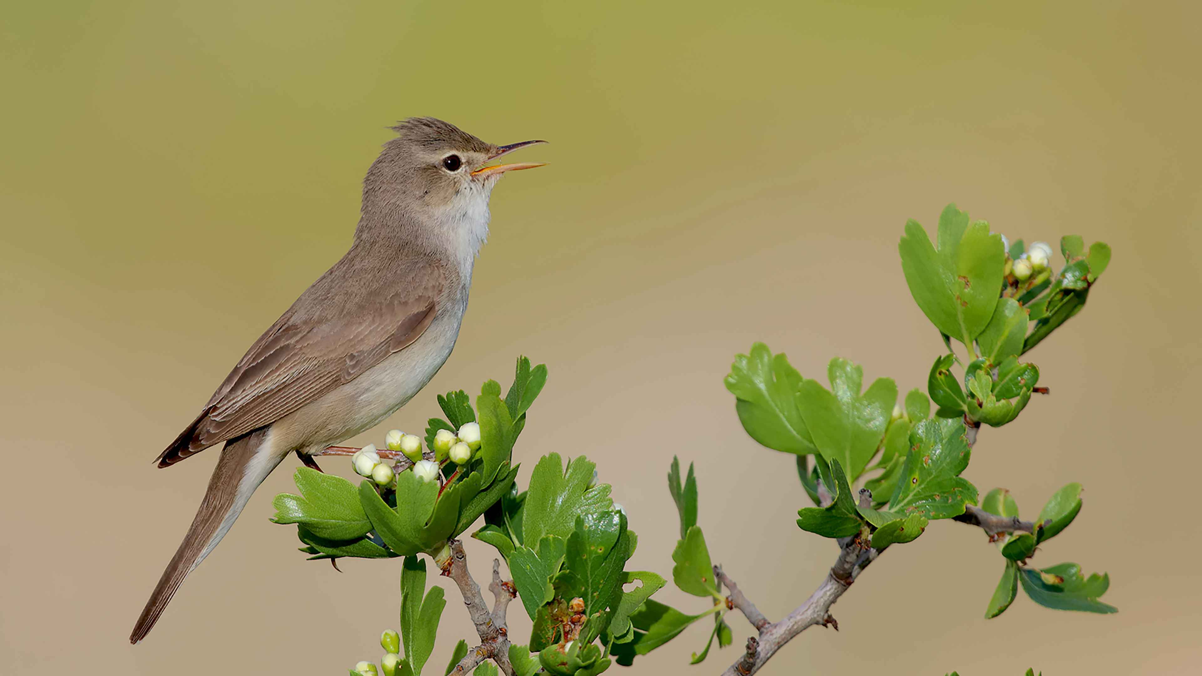 Upcher's Warbler